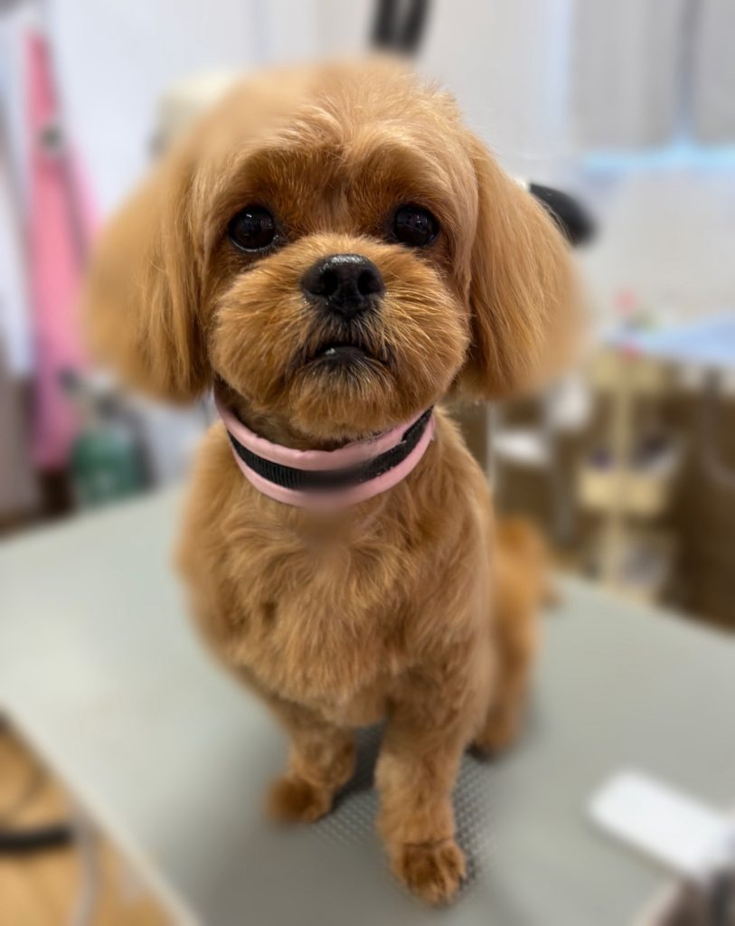 おひめちゃん