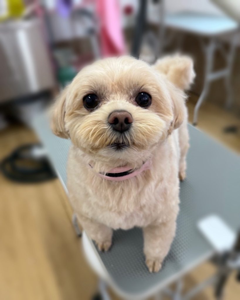 きなこちゃん