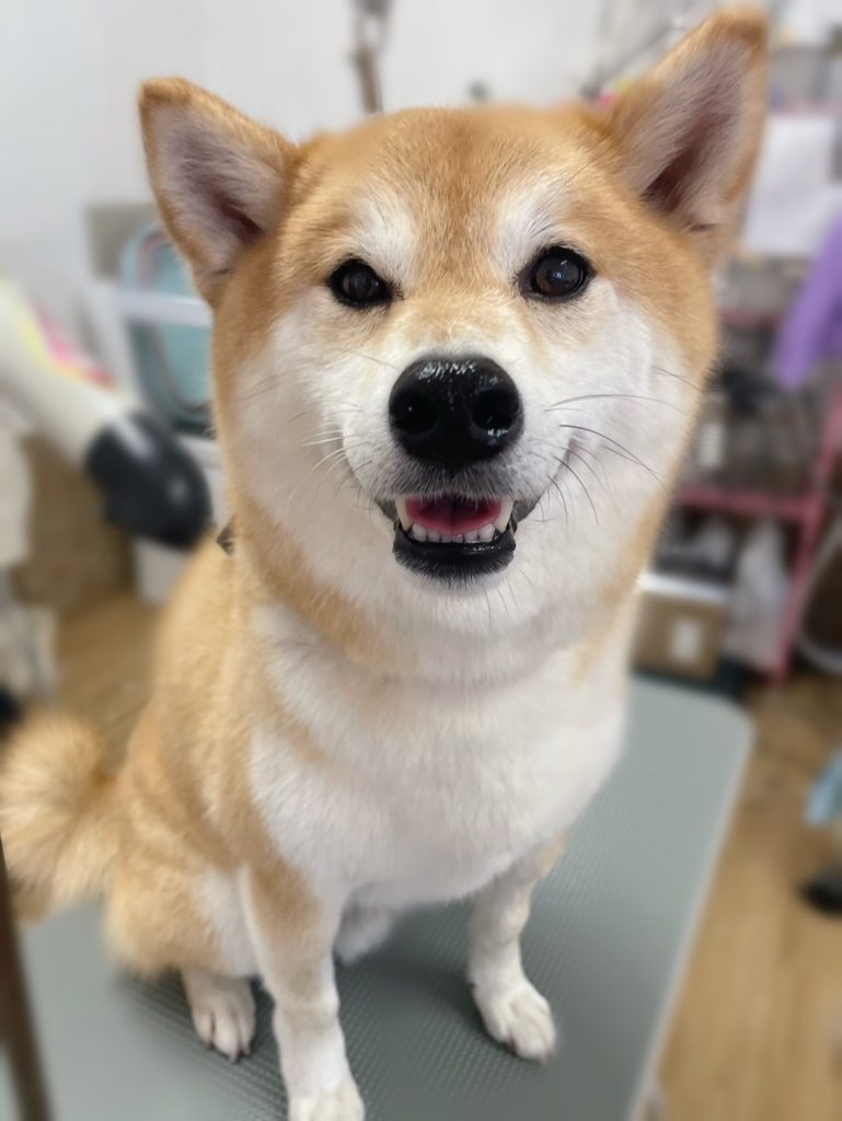 けやきくん