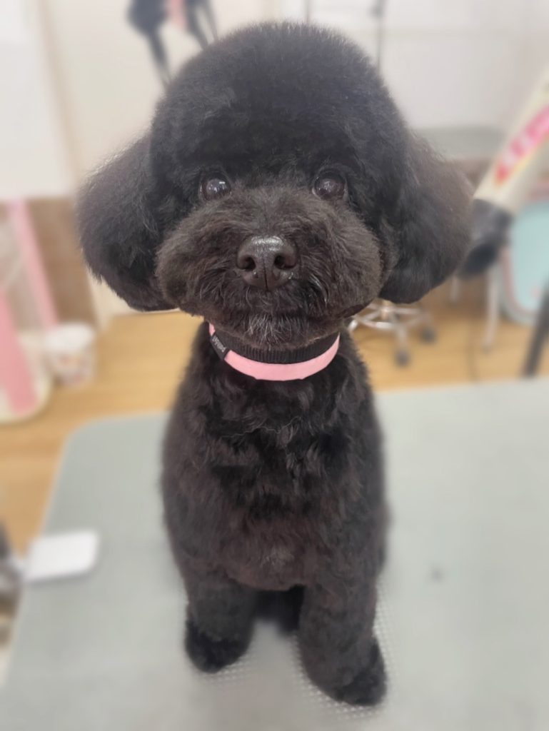 ここちゃん