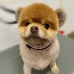 紅芽くん