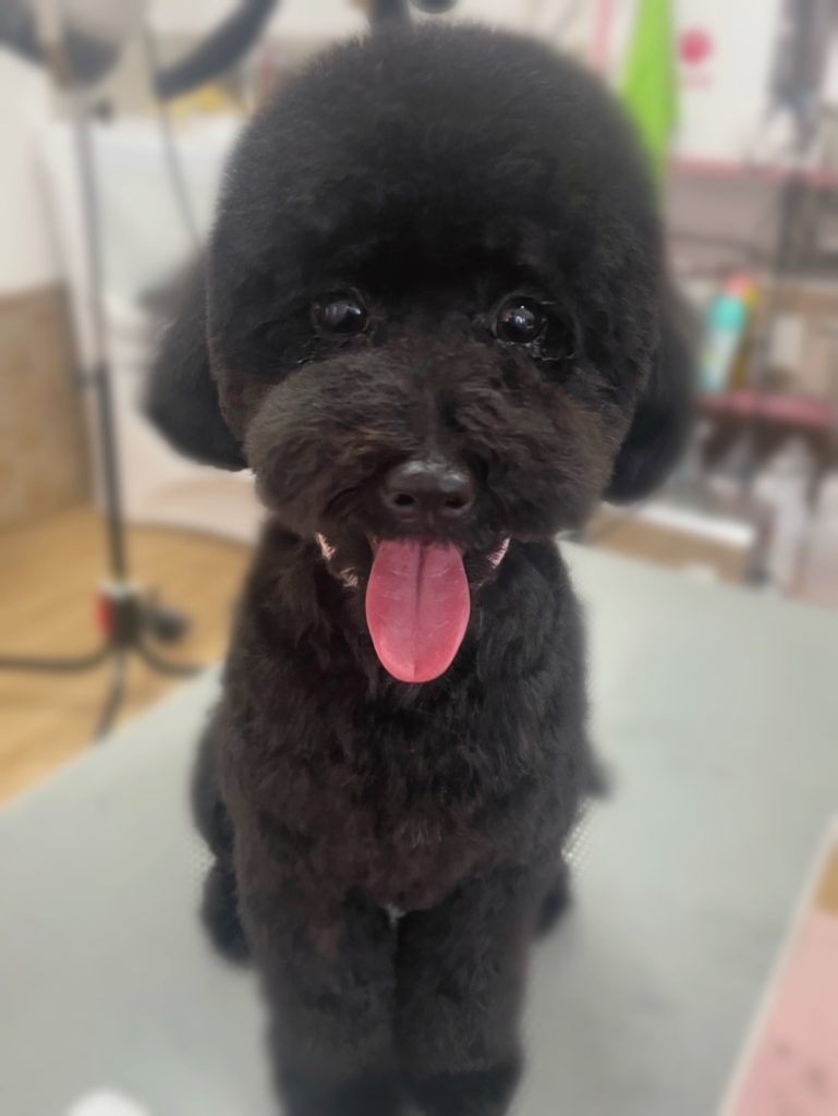 ここちゃん