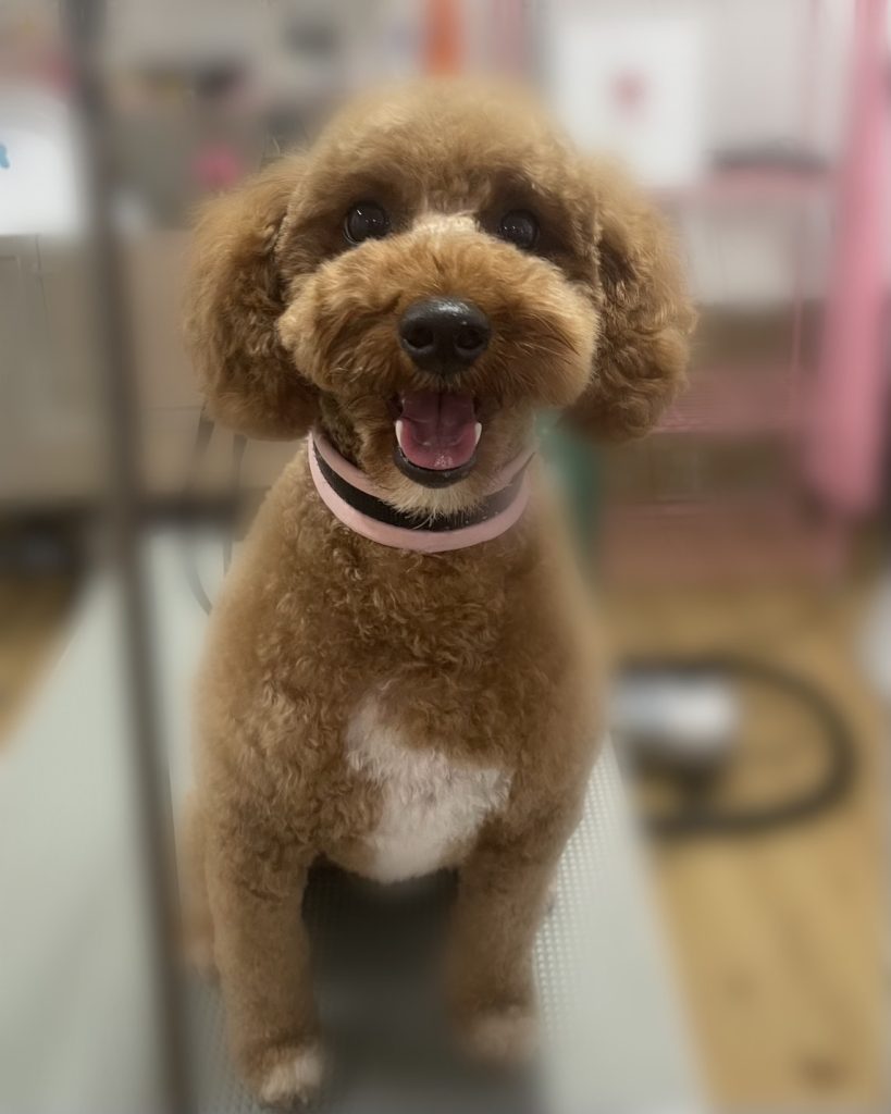 こめくん