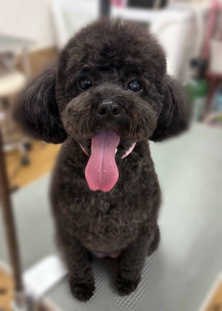 ココアちゃん