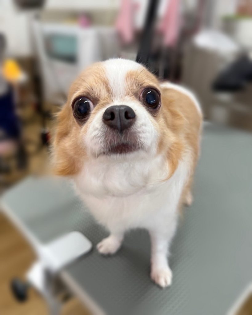 ここあちゃん