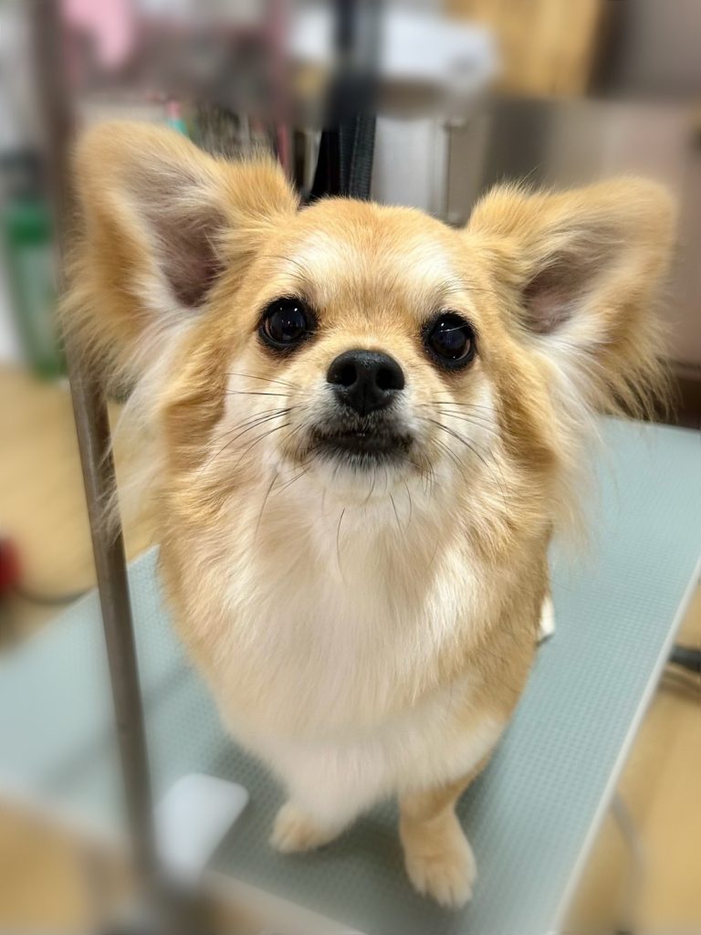 こたまるくん