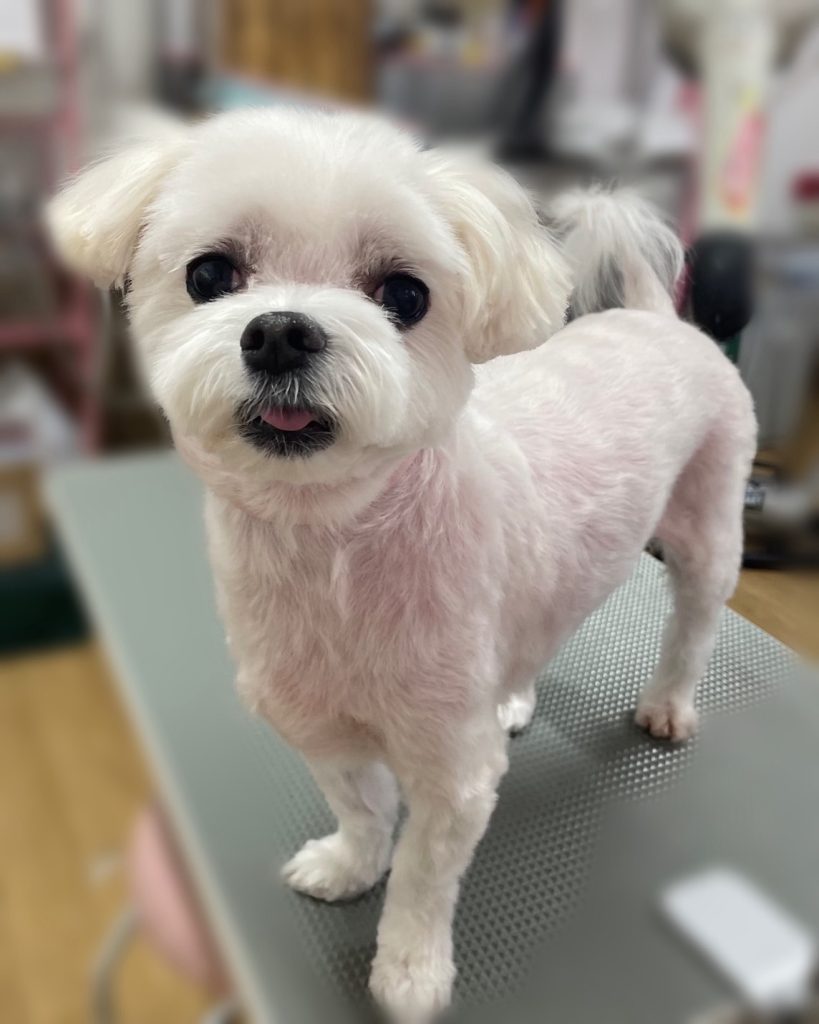 虎太丸くん