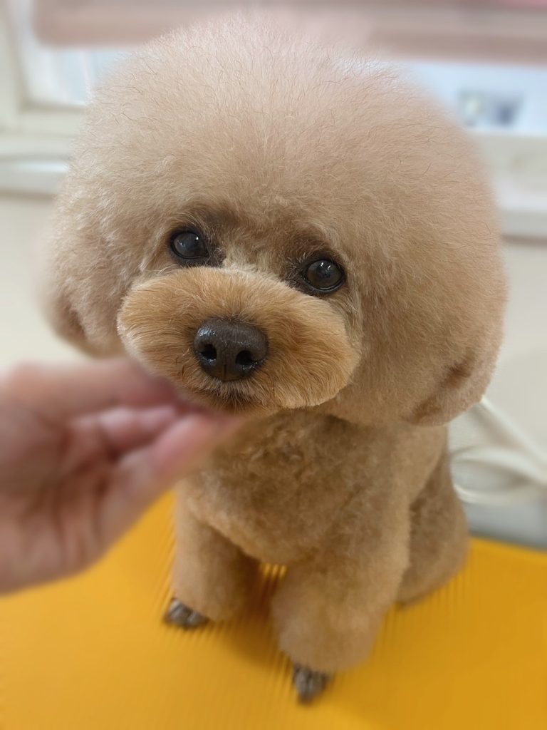 こん太くん