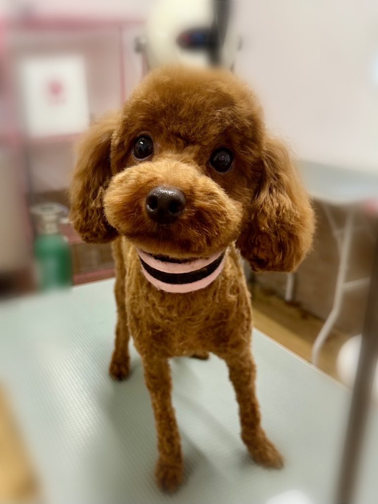 すいくん