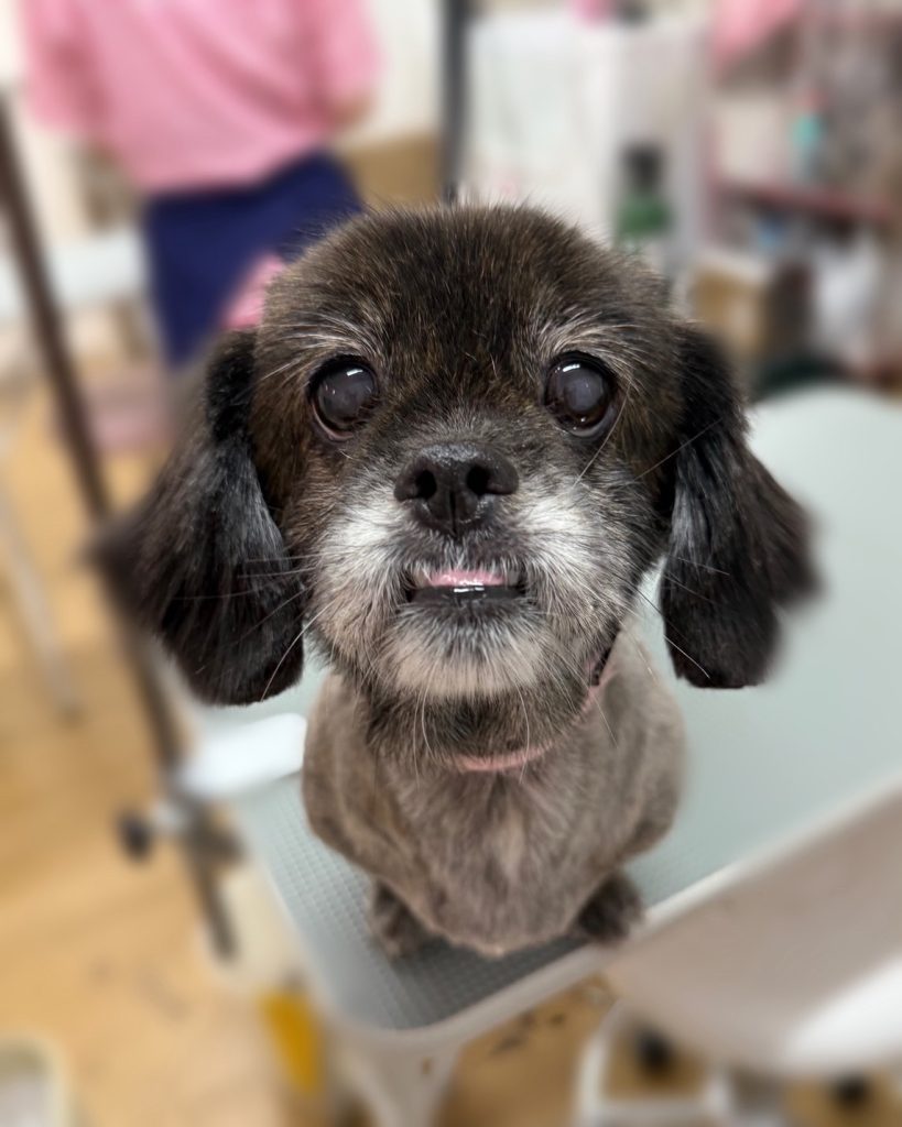 たんぽぽちゃん