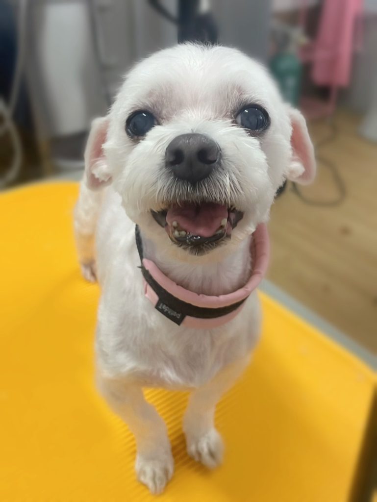 チロルくん