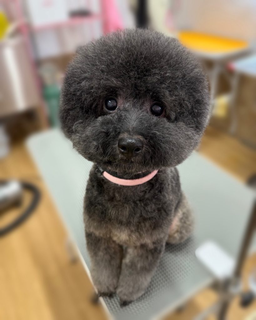 ちょこあちゃん
