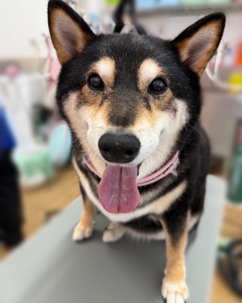 ナナちゃん