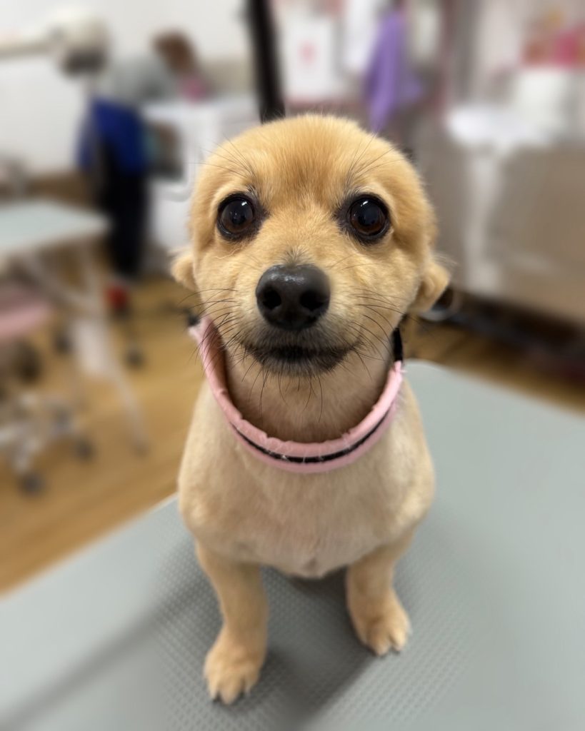 ノアくん