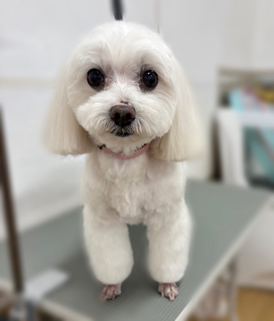 はなちゃん