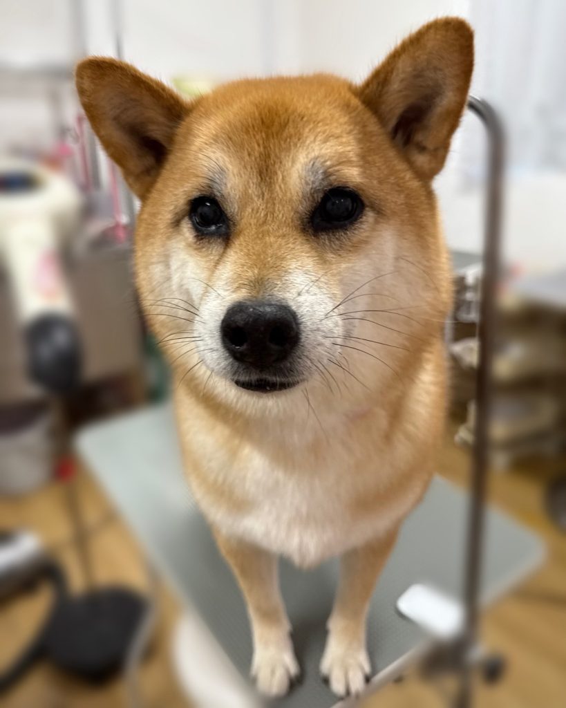 はなちゃん