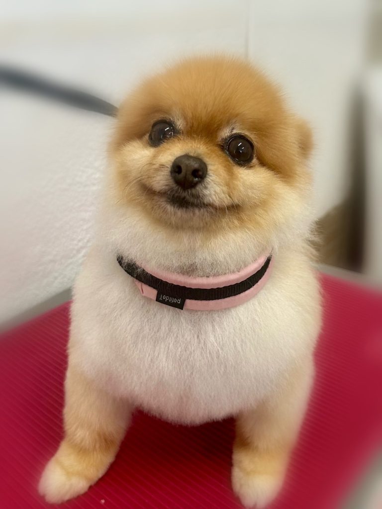 パセリちゃん