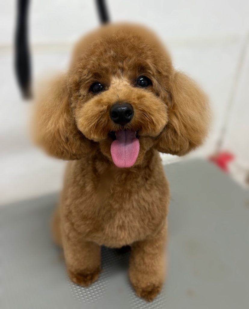 ビビちゃん