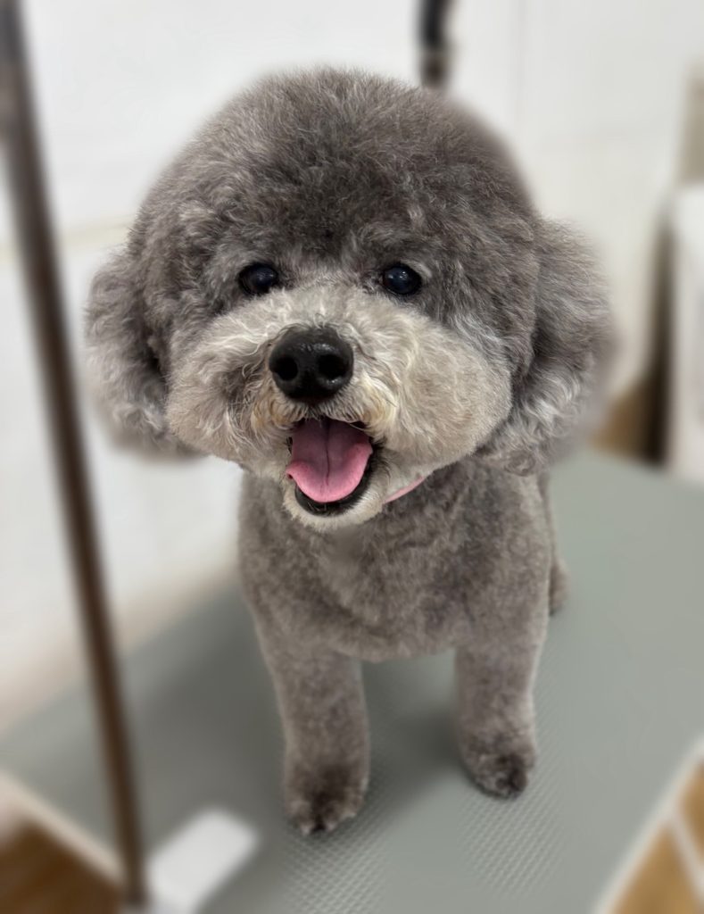 フェスタくん