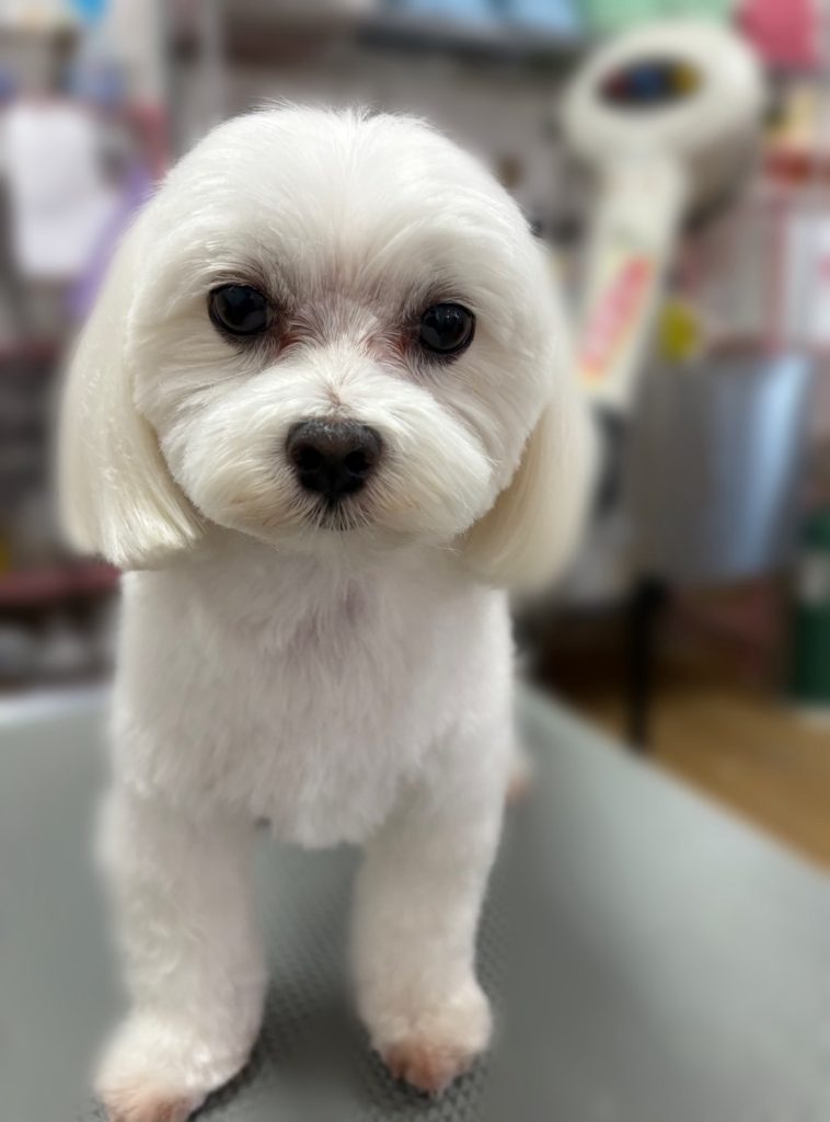 楓芽くん