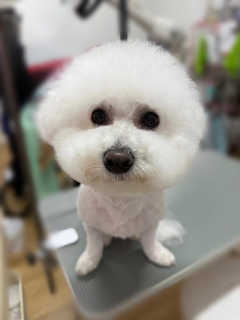 ぷくちゃん