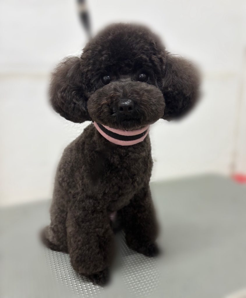 ベルちゃん