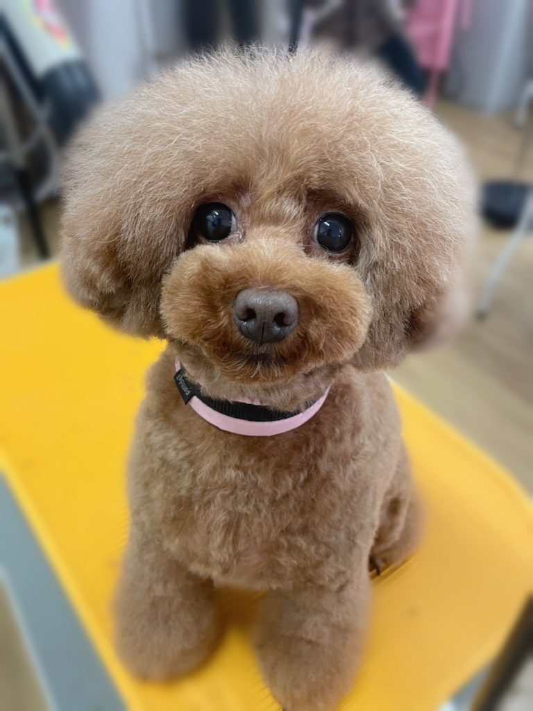 ベリーちゃん