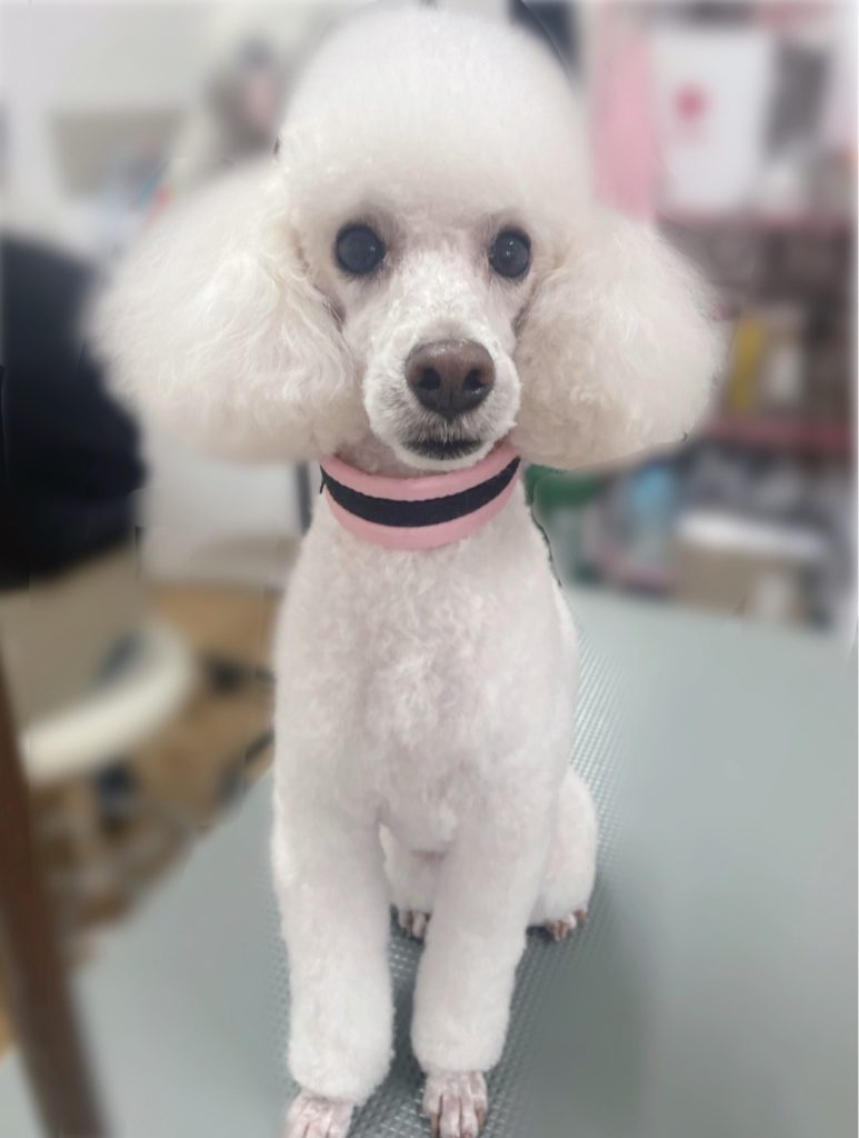 ぼーくん