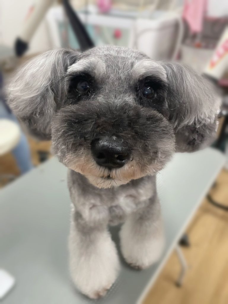 ぼたんちゃん
