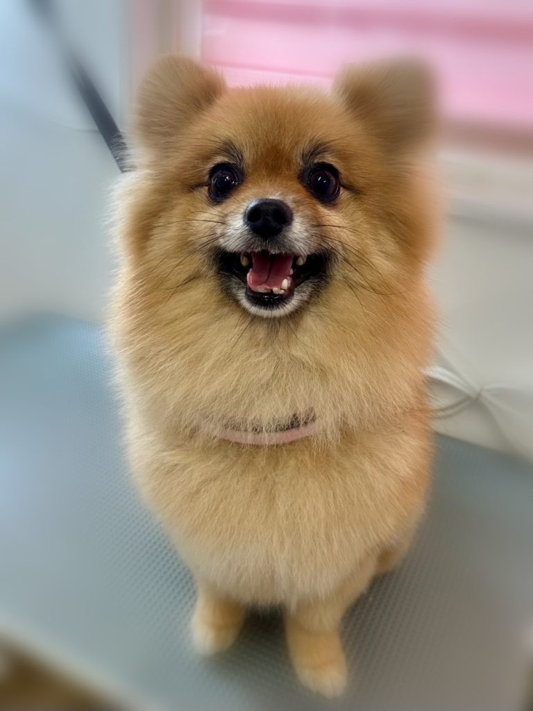 ぽんちゃん