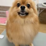 ぽん太くん