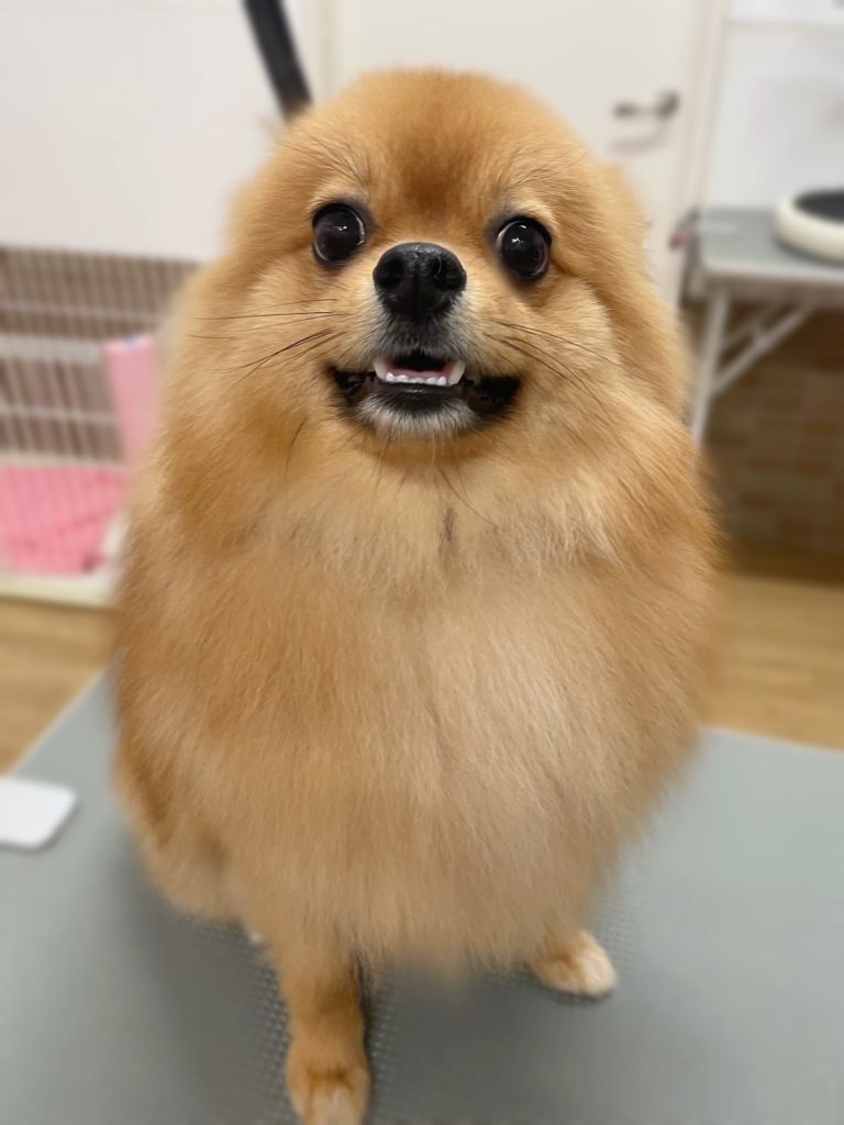 ぽん太くん