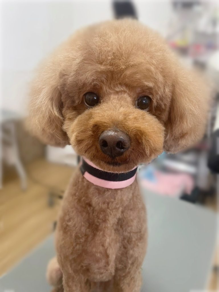 マメ太くん