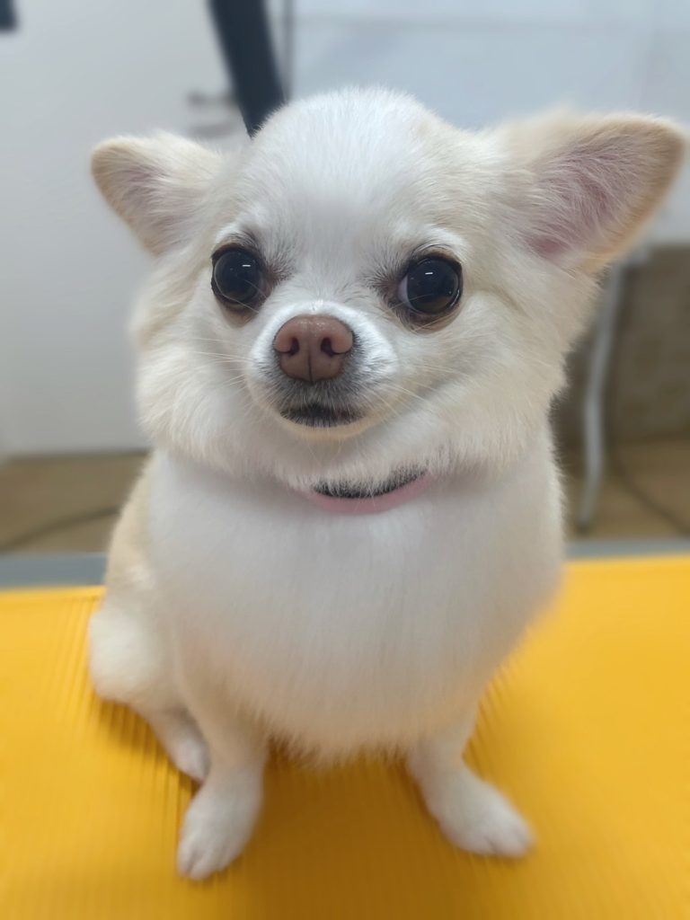 マロンちゃん