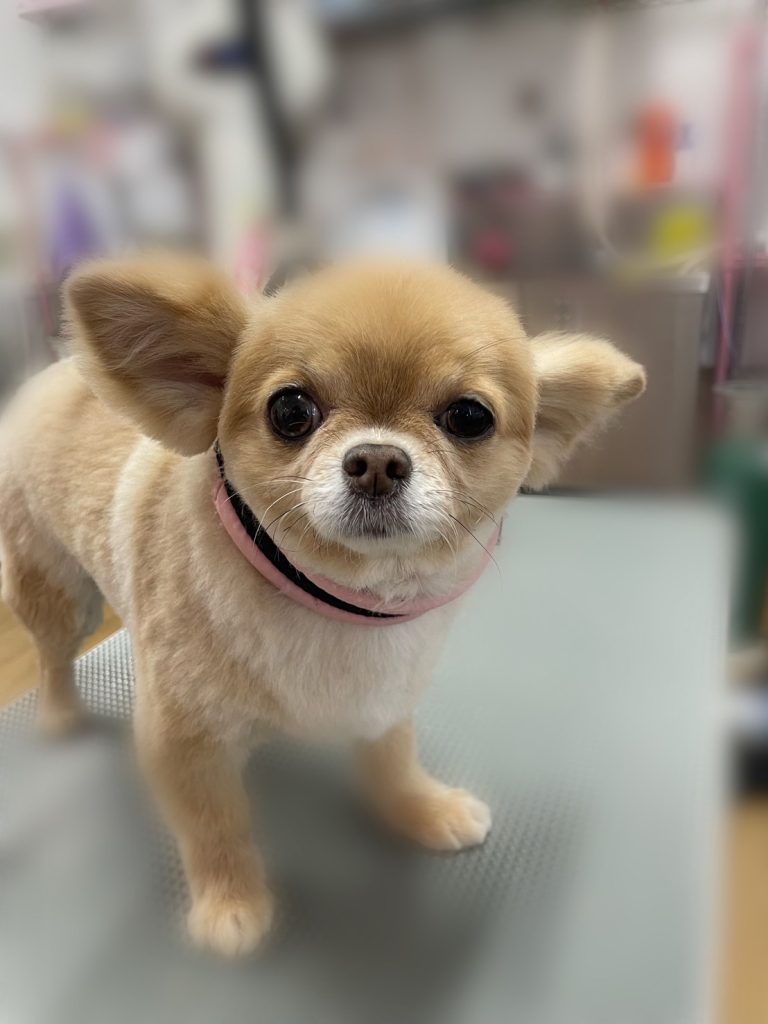 ミクちゃん