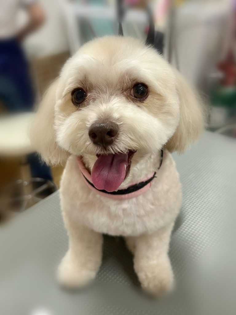 麦くん