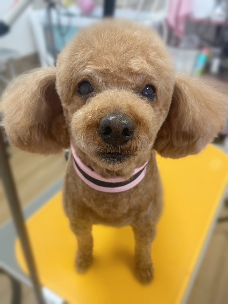 メイちゃん