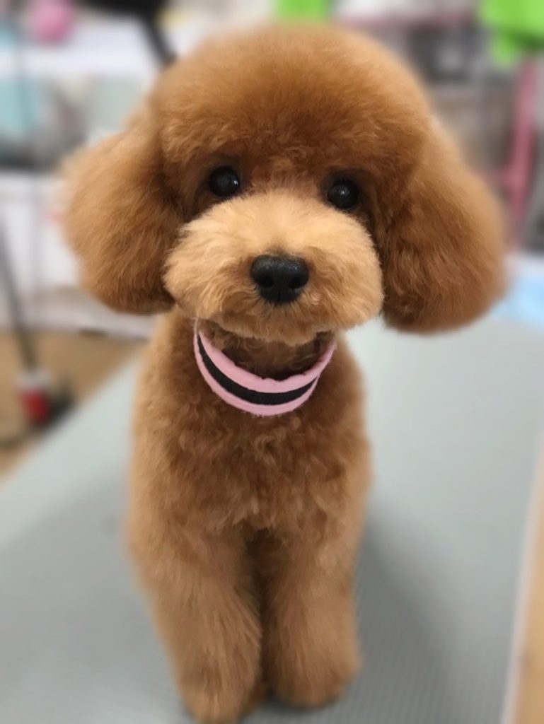 モカちゃん