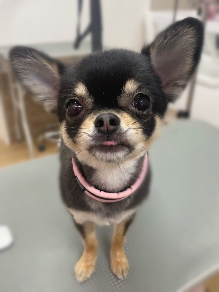 もずくちゃん