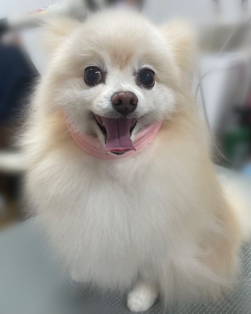 ラピくん