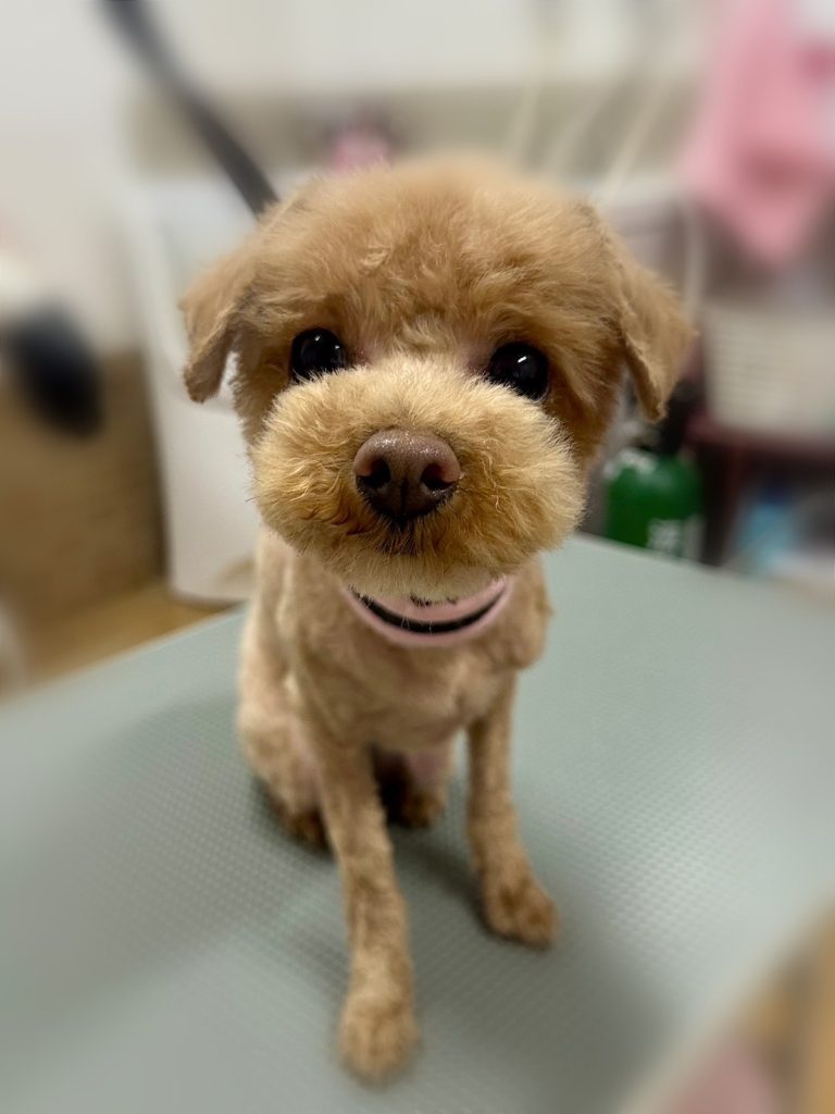 ラテちゃん