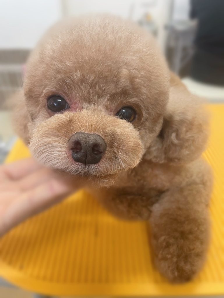 りくくん