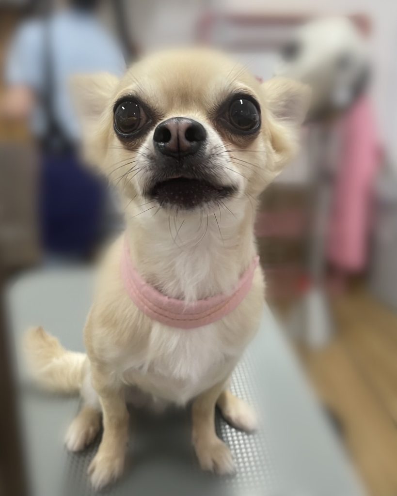レオくん