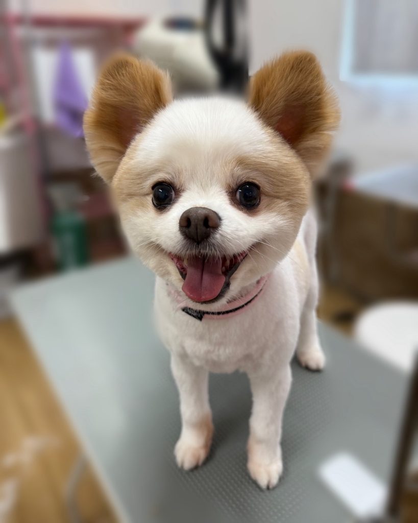 愛珠くん