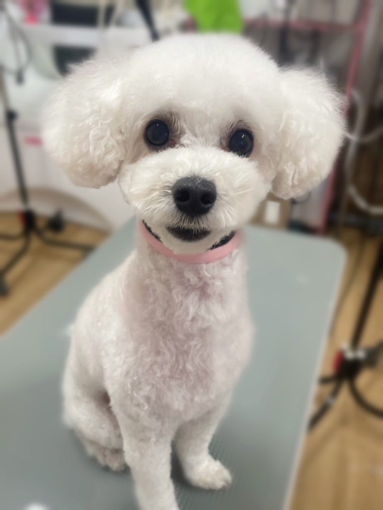 アンディくん