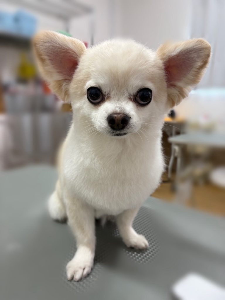 クリスくん