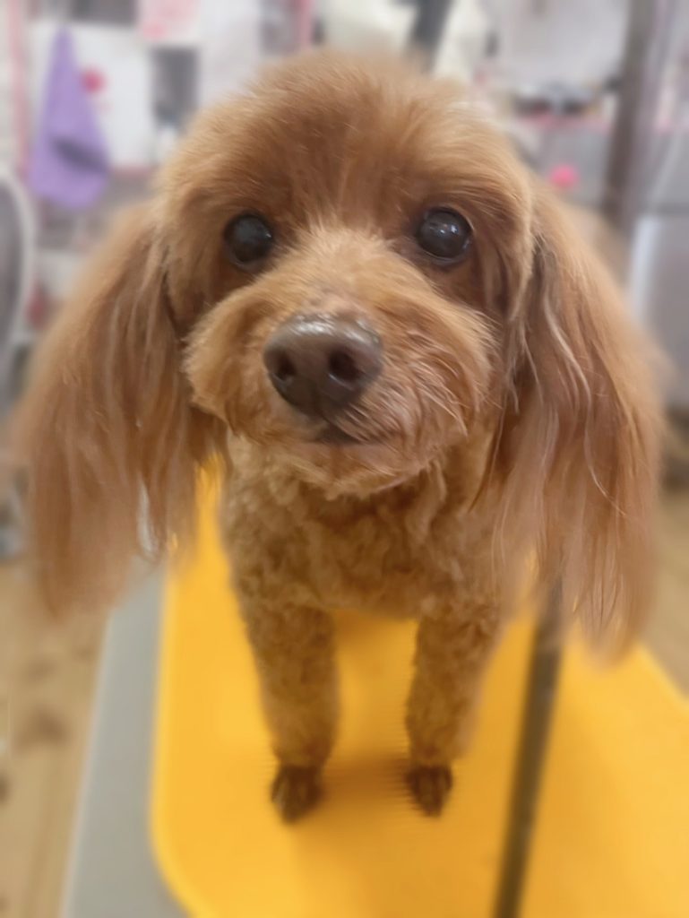 ちゃこちゃん