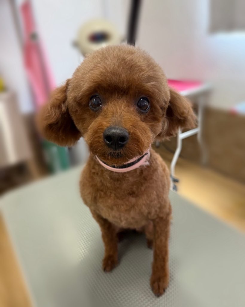 まろんちゃん
