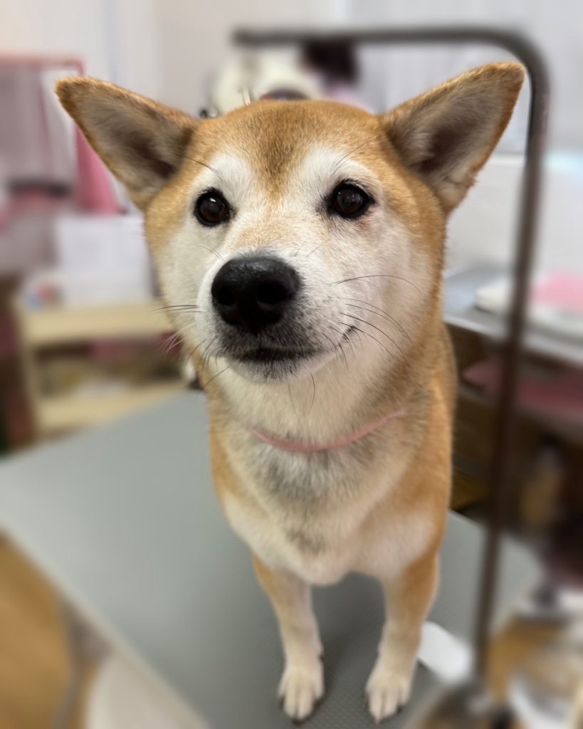 めぐちゃん
