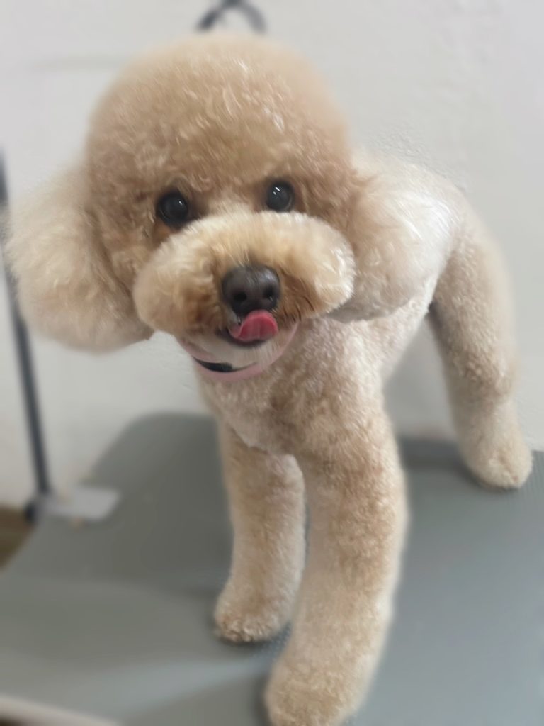 リクくん